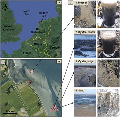 Electrogenic Sulfur Oxidation by Cable Bacteria in Bivalve Reef Sediments